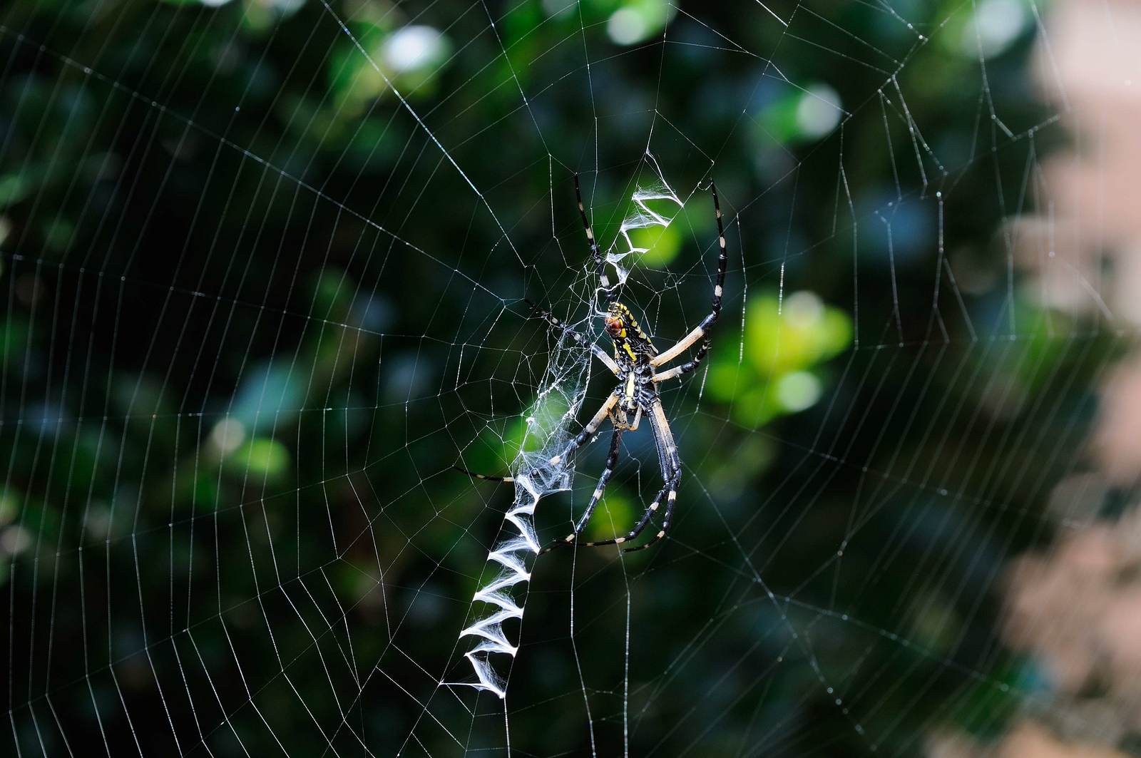 DSC_00005-X3.jpg