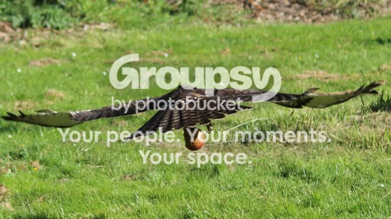 IMG_8391_zpsa452da5d.jpg