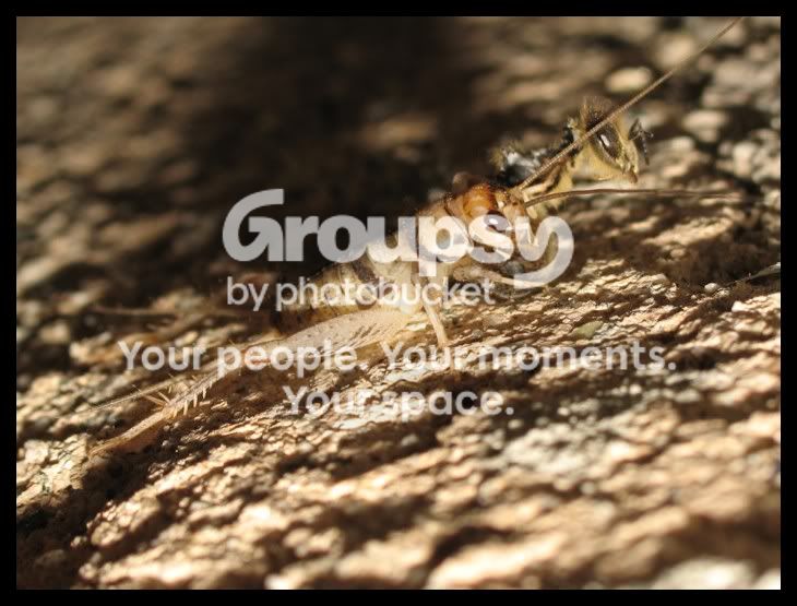 cricket103.jpg