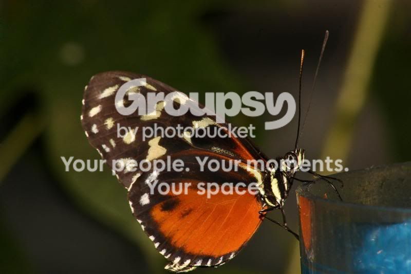 IMG_0564Medium.jpg