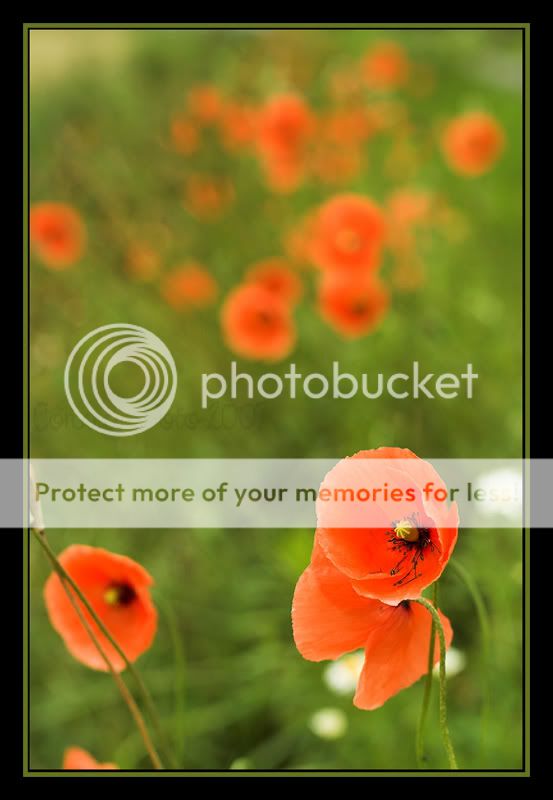 Thema_Bokeh_05.jpg