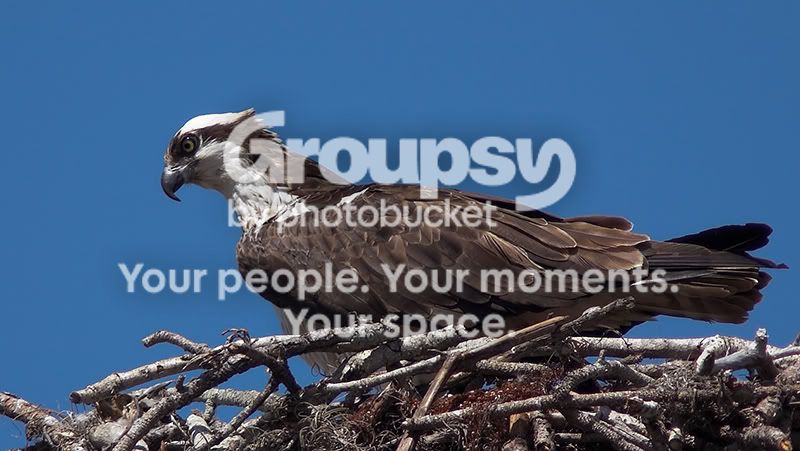 Osprey-TC.jpg