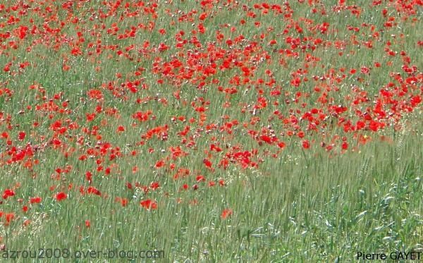 coquelicots-champ-Maroc.jpeg