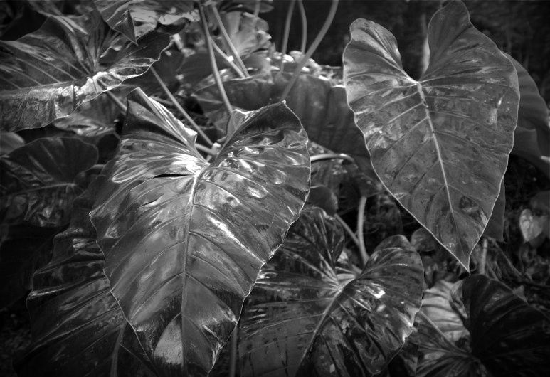 DSCF2641.jpg