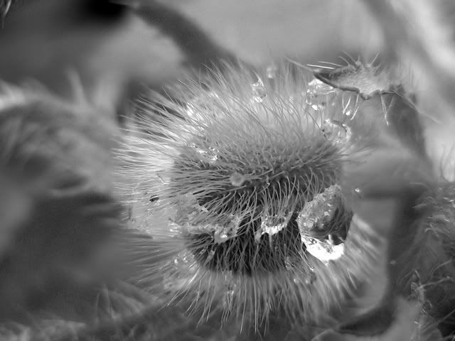Poppy-head.jpg