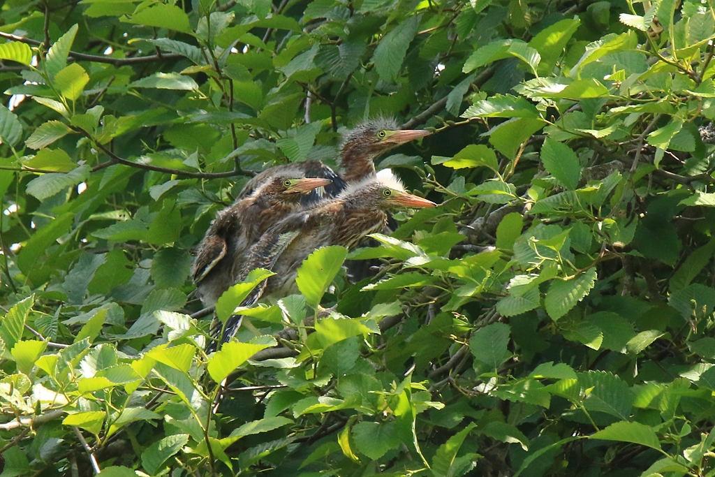 IMG_8057_crop_sm.jpg