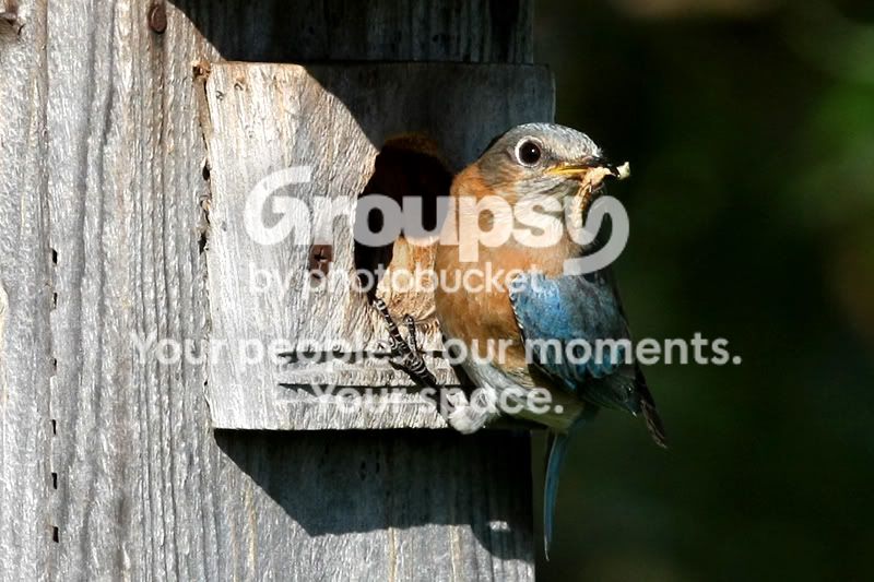 BluebirdIII.jpg