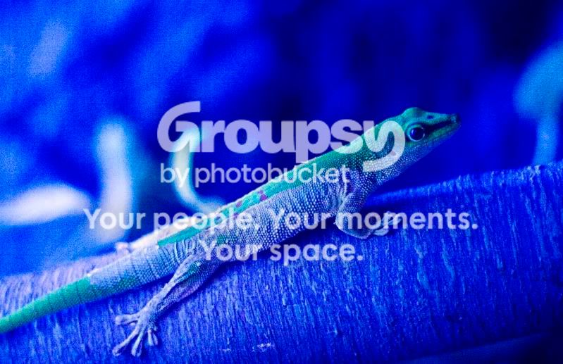 GiantDayGecko.jpg