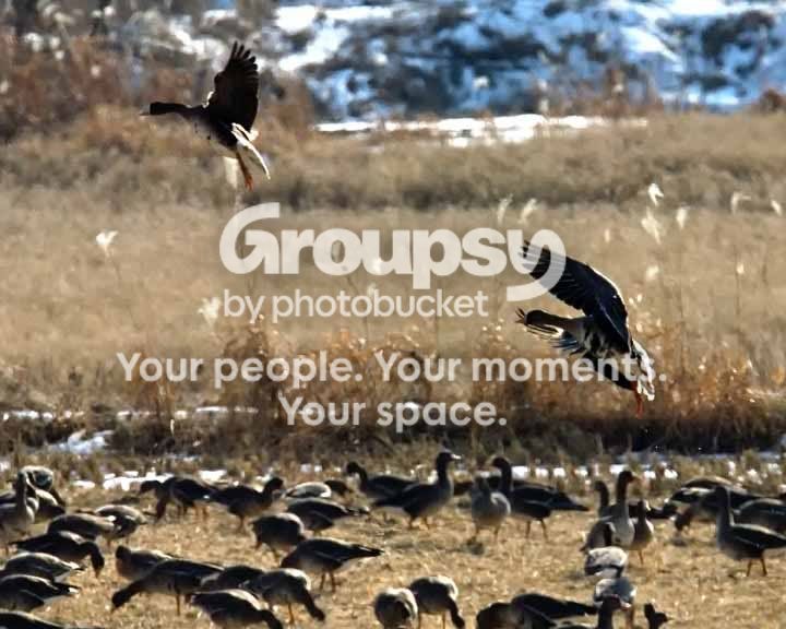 Geese3Noisereducedunsharpned8x10300.jpg