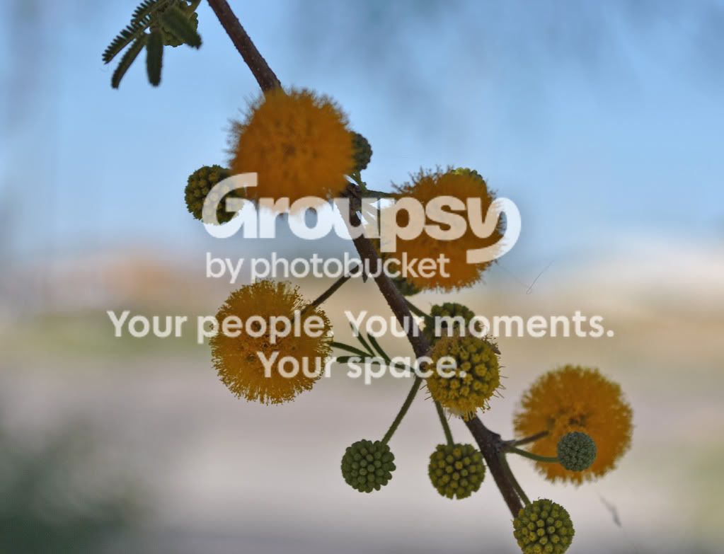 randompicsaroundmesa008.jpg