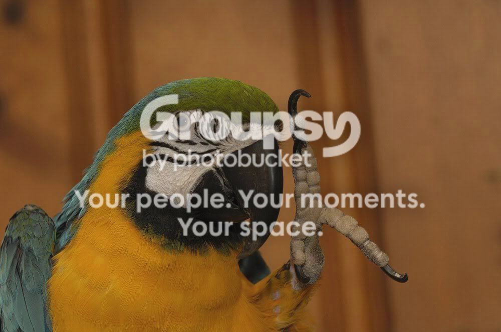HI.jpg