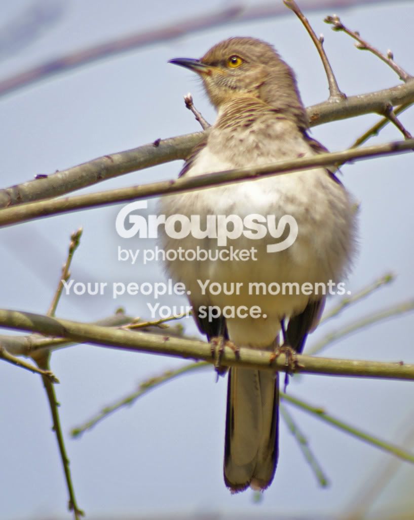 birdsandbees051.jpg