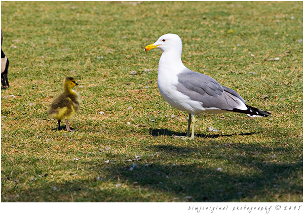 geese01.jpg