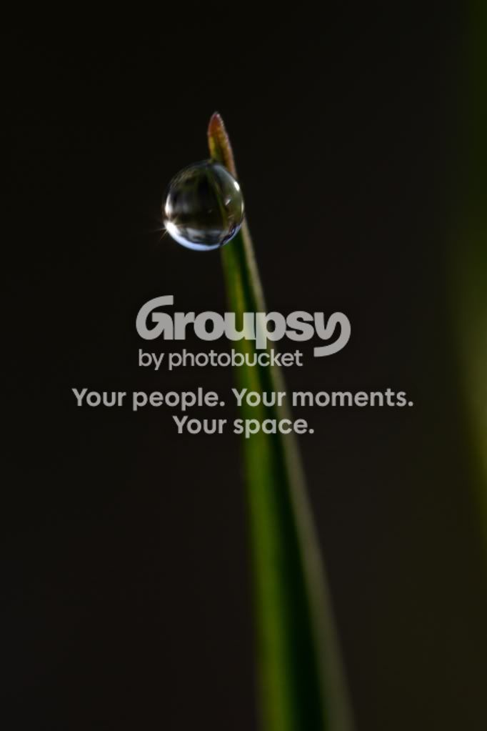 grass.jpg