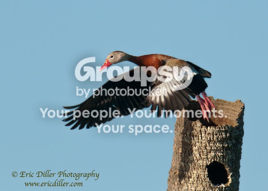 _ECD9459-copy860.jpg