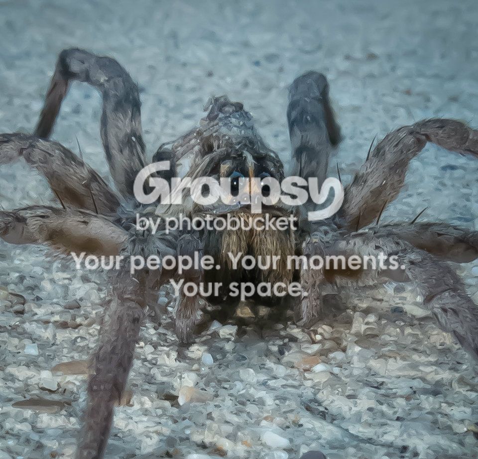 GorillaSpider092212-1_zpsb3627ab2.jpg