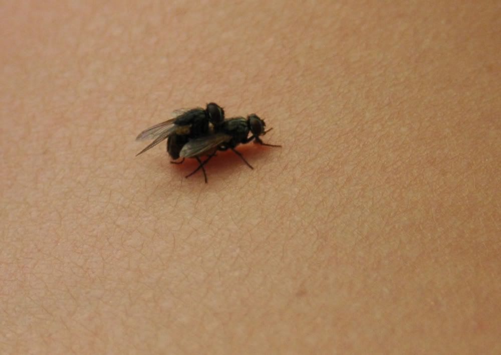 flysex.jpg