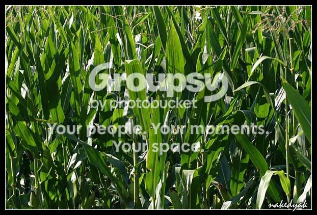 greencorn.jpg