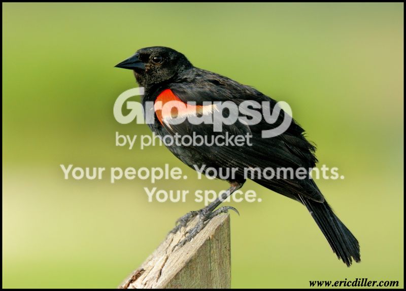 PIC_7761copy.jpg
