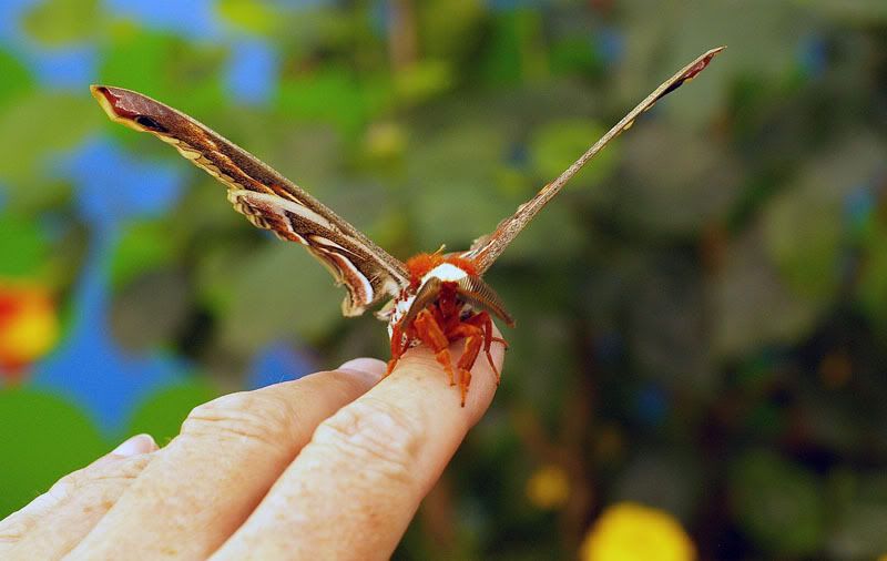 butterfly4.jpg