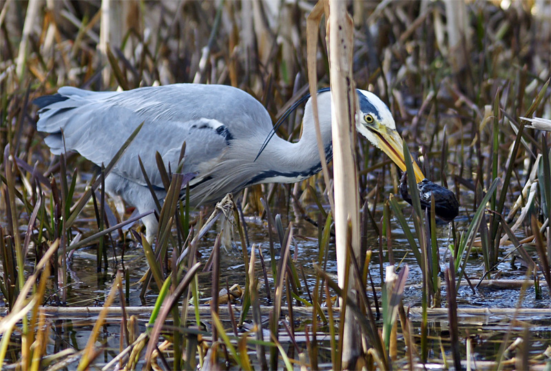 heron_frog_03.jpg