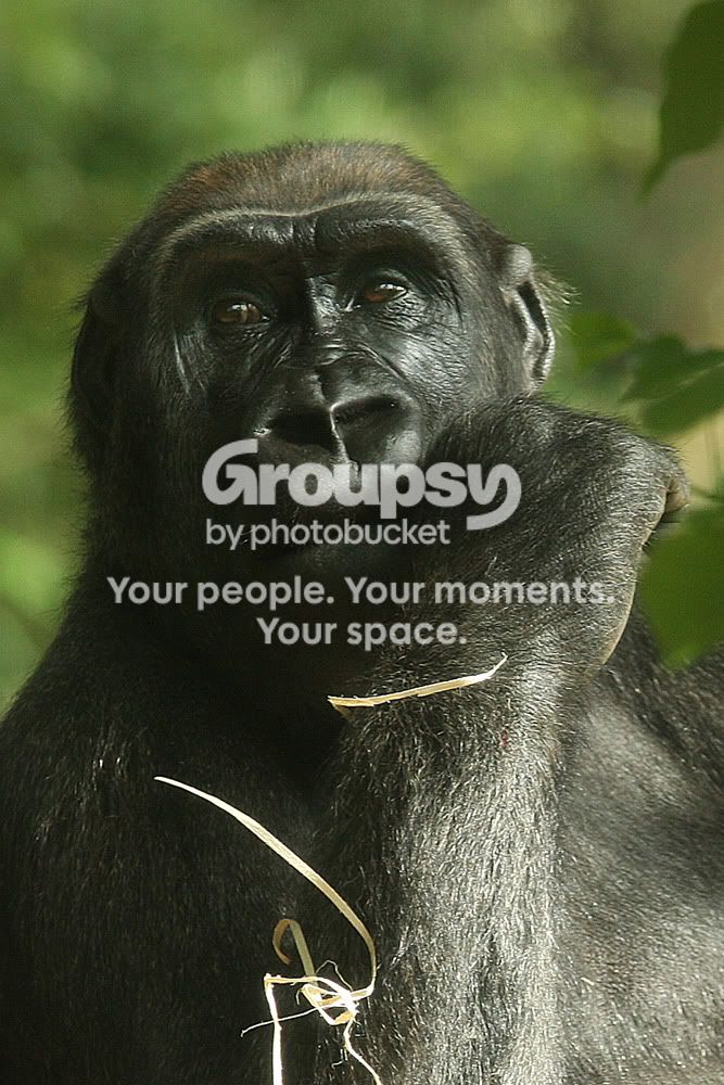Gorillacropcopy.jpg