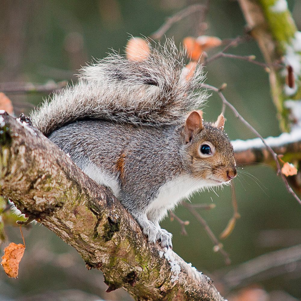 Squirrells-10.jpg