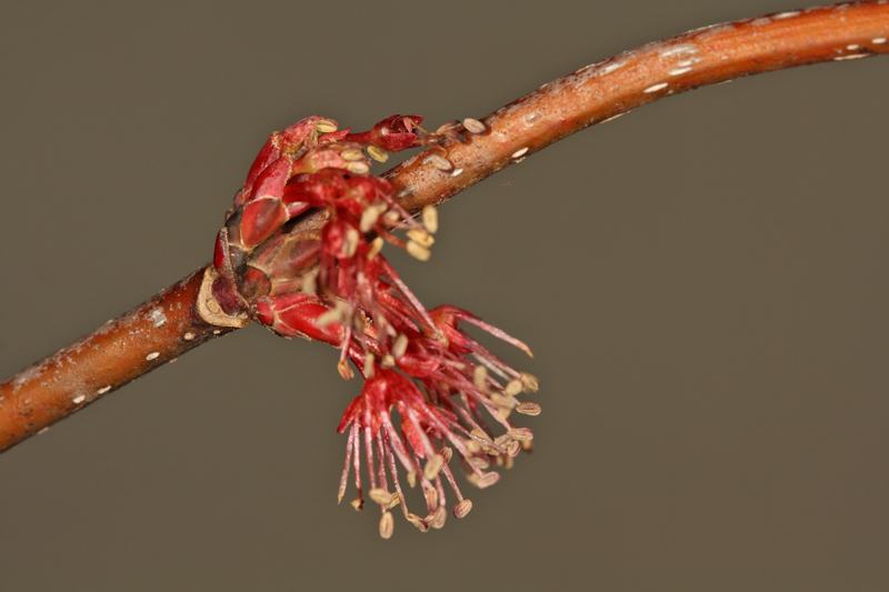 maplebloom3web.jpg