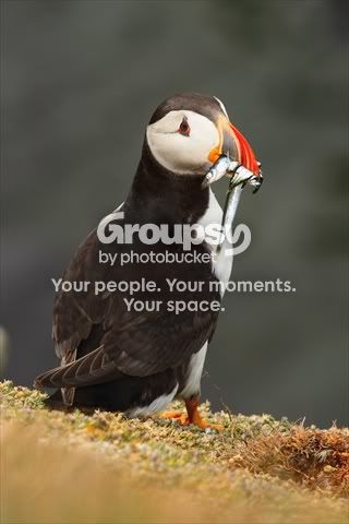 Puffins_11_3.jpg
