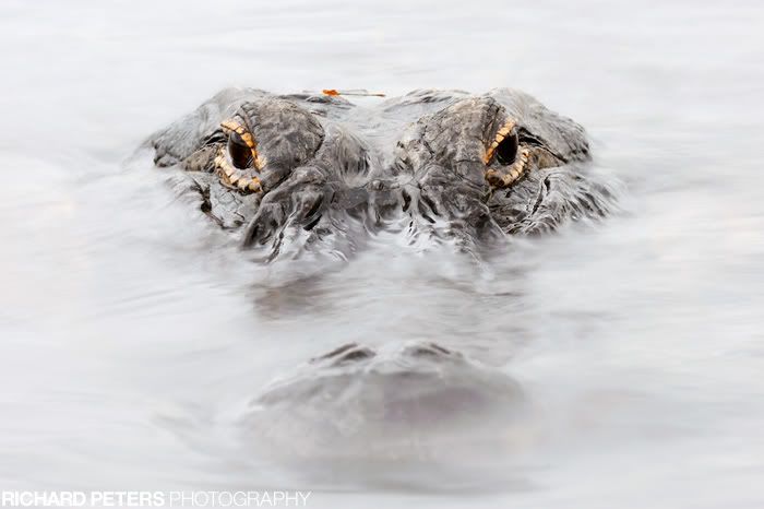 gator.jpg