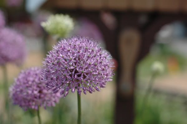 purpleflower.jpg