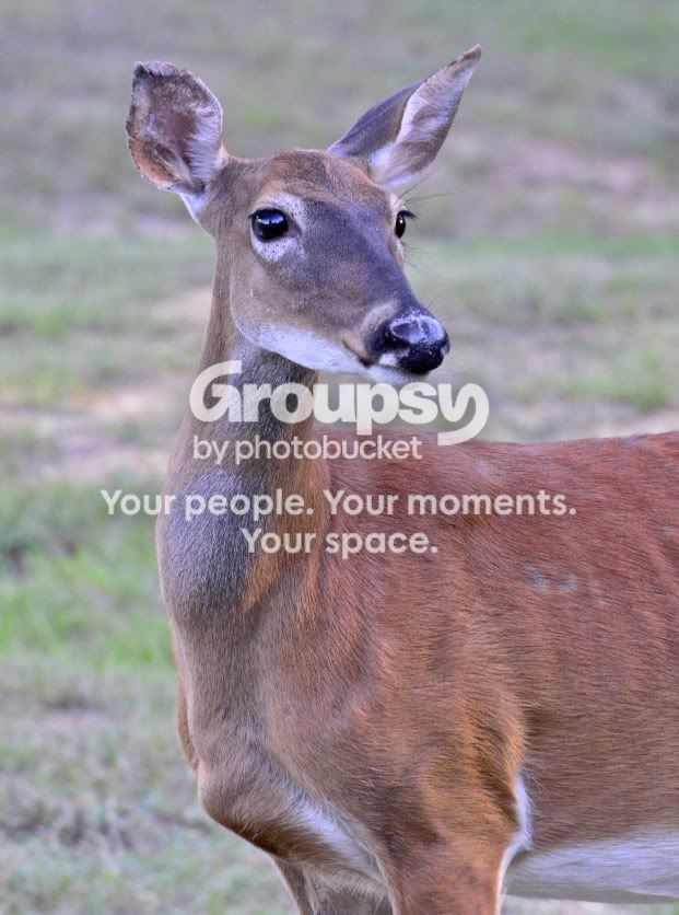Doe.jpg