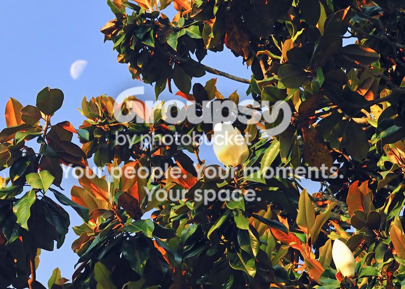 Moon-Over-Magnolia.jpg