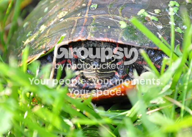 Turtleresized.jpg