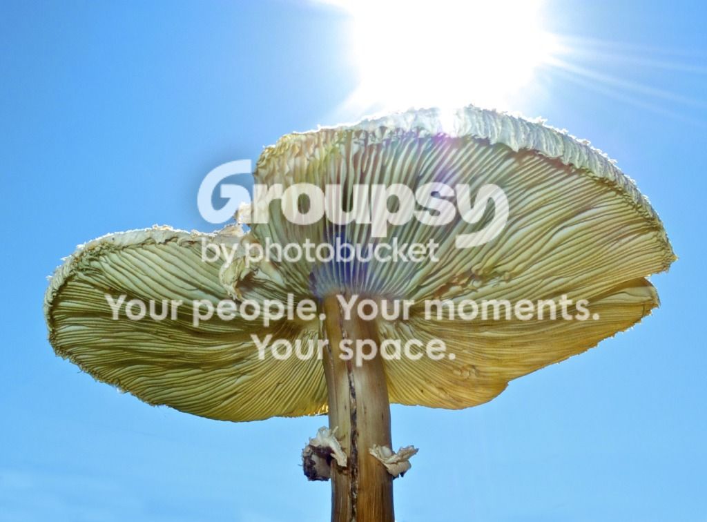 MushroominSun.jpg
