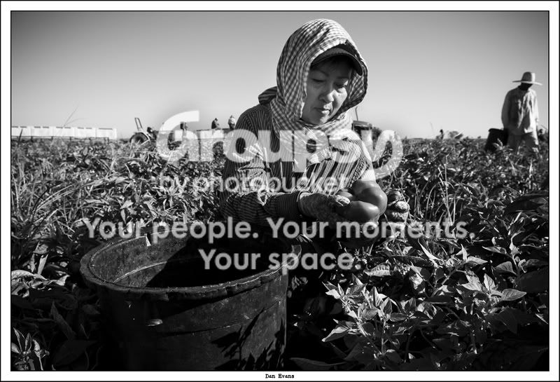 PEPPER_HARVEST_09.jpg