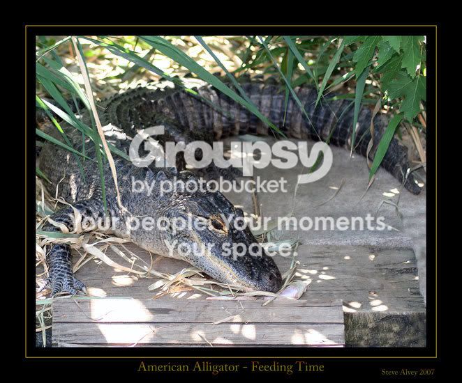 Alligator-Ame-full-length.jpg