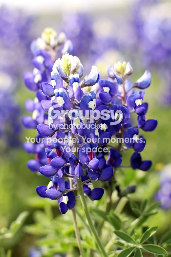 bluebonnets.jpg