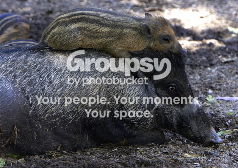 piggyw.jpg