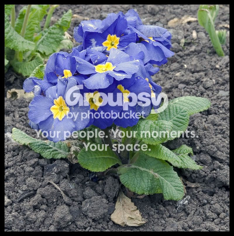 flowers3.jpg
