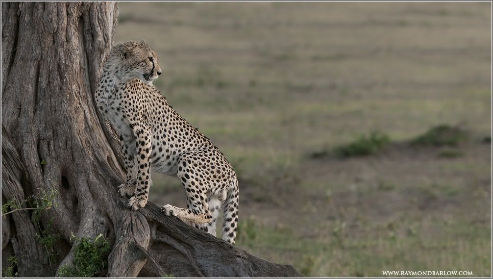 _DSC9968Cheetahweb.jpg