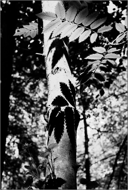 Scan-130703-0016-XL.jpg
