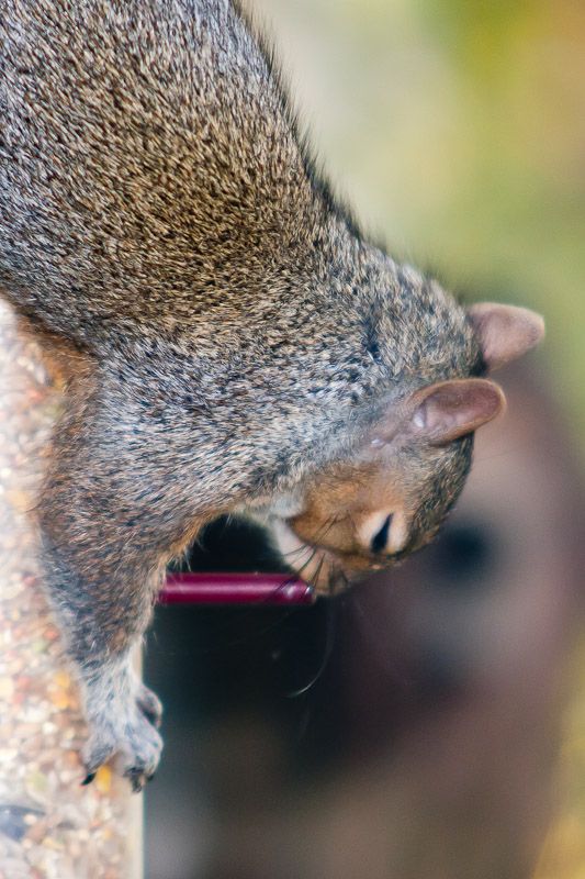 Squizzle-0027.jpg
