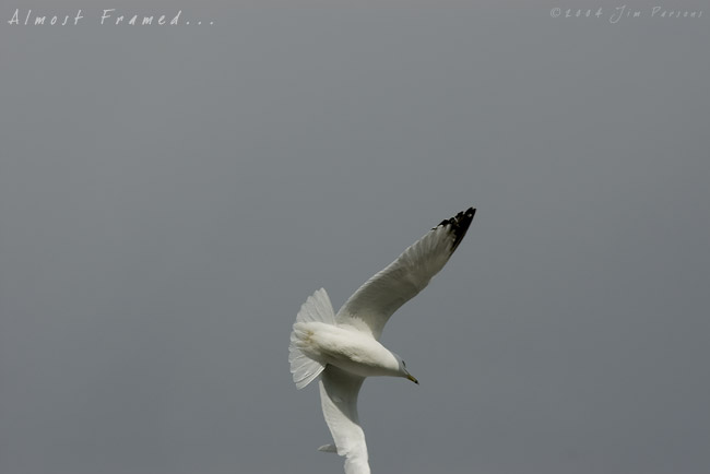bird_bloop.jpg