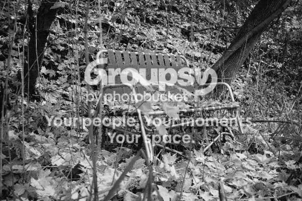forest4BW.jpg
