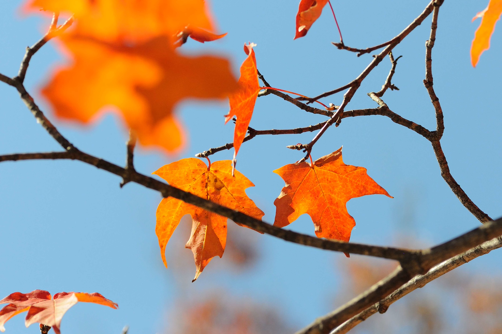 DSC_00006-X3.jpg