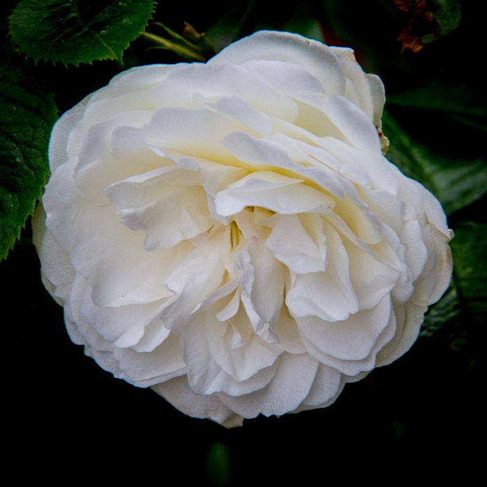 garden26-6_-3.jpg