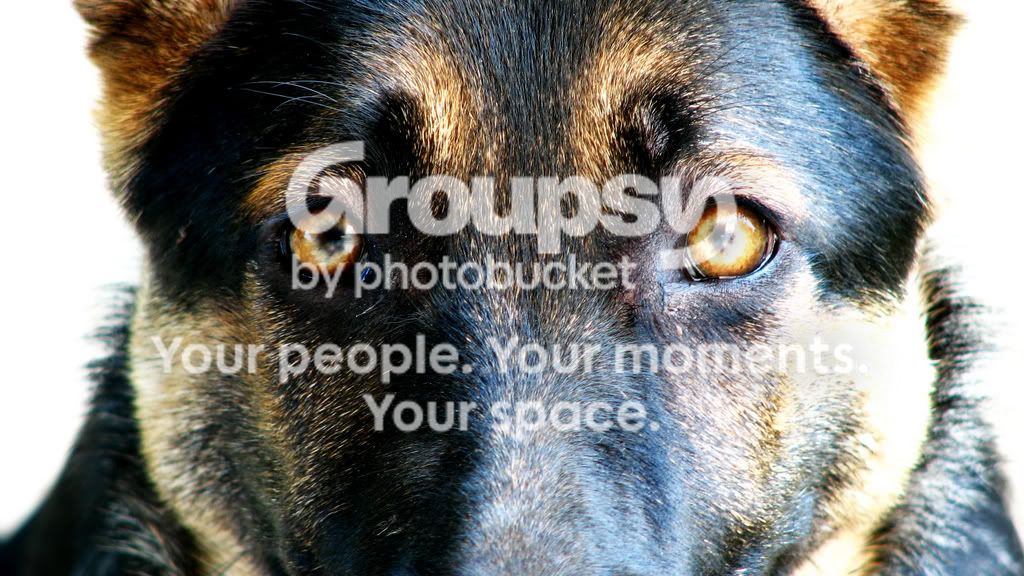 dog.jpg