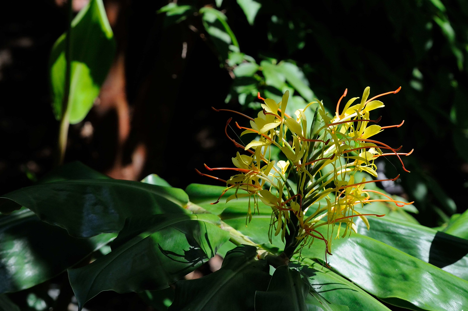 DSC_00332-X3.jpg