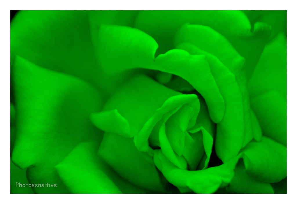 5257467595_12908e8160_b.jpg